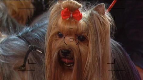 Daniela Onu și-a coafat cățelușele din rasa Yorkshire