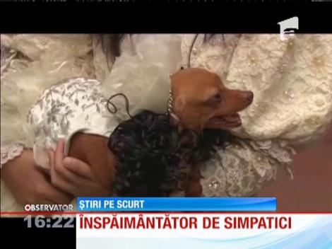 Filipine: Câini costumaţi de Halloween pentru un spectacol de modă