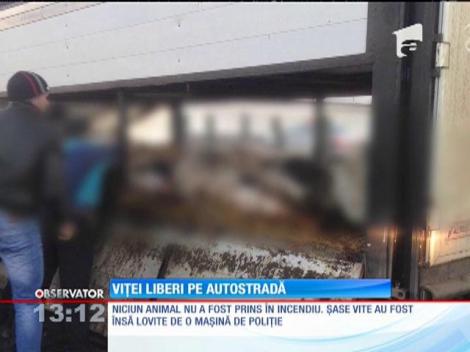 Zeci de viţei au luat locul maşinilor pe autostradă lângă Sibiu