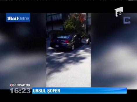 SUA: Un urs curajos a urcat la volanul unei maşini