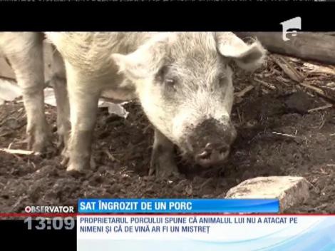 Locuitorii unui sat din Suceava sunt terorizaţi de porcul unui vecin
