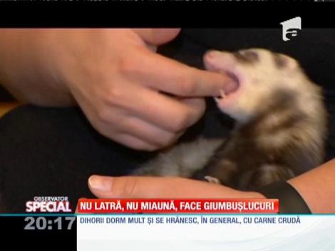 SPECIAL! Cum arată viaţa alături de un dihor
