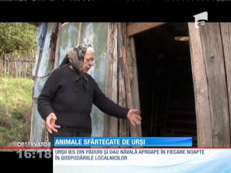 Bărbat atacat de urs, în judeţul Buzău!