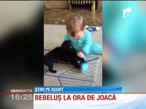 Doi căţeluşi adorabil încearcă să se joace cu bebeluş