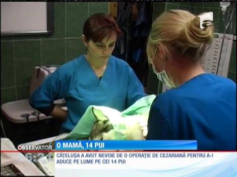 Gandi, o căţeluşă din Arad, a adus pe lume 14 pui