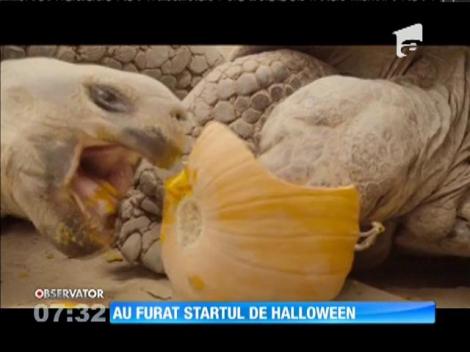 Câteva ţestoase de la o Grădina Zoologică din San Diego au sărbătorit Halloween-ul mai devreme