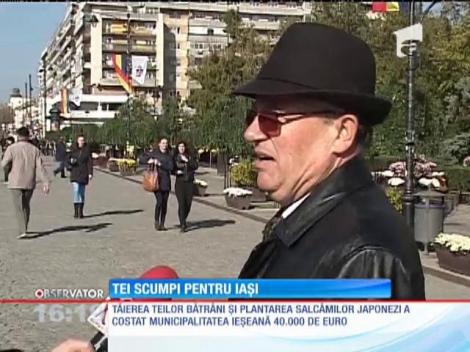 Teii care vor fi plantaţi în centrul Iaşiului vor costă peste 20.400 de euro