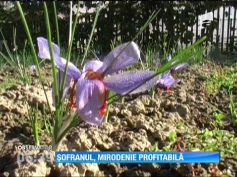Şofranul, mirodenie profitabilă