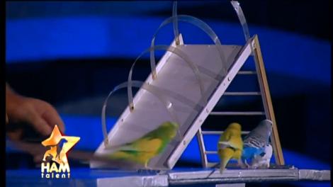 Show de senzaţie cu papagali! Păsările s-au dat în balansoar şi s-au jucat cu mingea