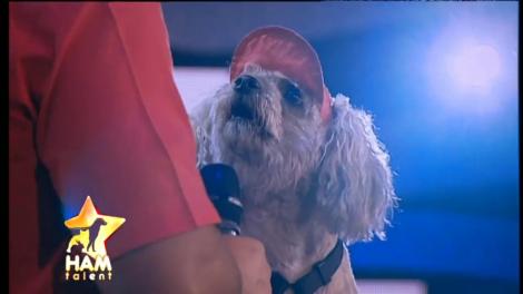 E mai tare decât Arhimede! Cookie, câinele matematician, ştie să numere