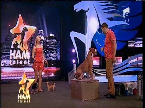 Câinii "momiţi" nu au şanse la Ham Talent!