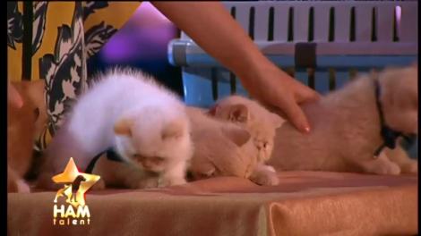 Pur şi simplu adorabile! Cinci pisicuţe din rasa Exotic Shorthair concurează la categoria frumuseţe