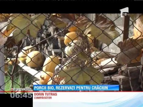 Porcii bio au fost scoşi deja la vânzare pe internet