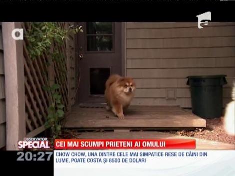 Special! Câinele, cel mai scump prieten al omului