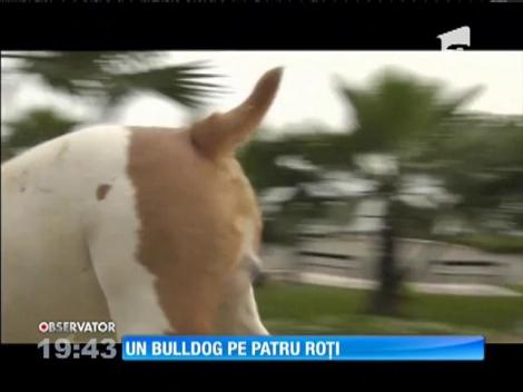 Un bulldog pe o placă de skateboard a intrat în Cartea Recordurilor