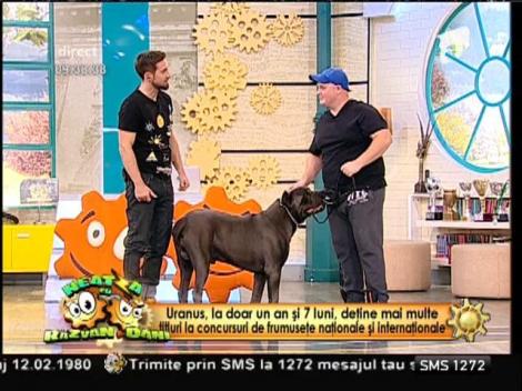 Uranus, unul dintre cei mai frumoși câini din lume, show în platoul de la ”Neatza”