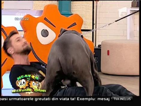 Dani Oțil, călcat în picioare de un câine uriaș! Ce s-a întâmplat cu matinalul în direct, la "Neatza"!