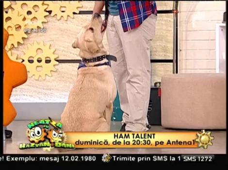 Bella, cățelușa asistentă pentru un copil bolnav