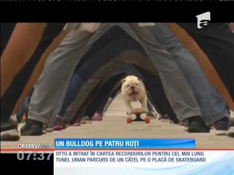 Un bulldog pasionat de skating a intrat în  în Cartea Recordurilor
