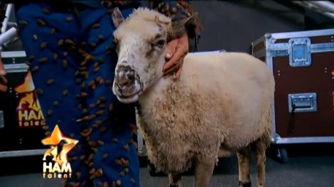 Oaia Frumușica este o adevărată divă! „Unde merg eu, merge și ea!” Nici berbecul Vasilică nu e mai prejos: se crede taur!