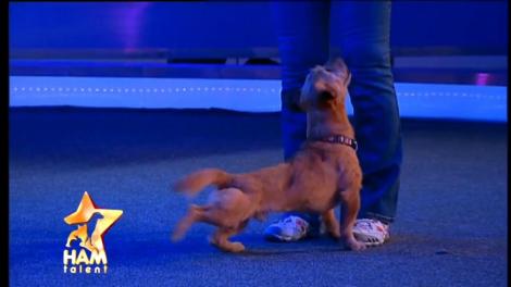 Docog și Dio, doi căței veniți tocmai de la Budapesta! Au primit aplauzele juriului și au făcut super show!