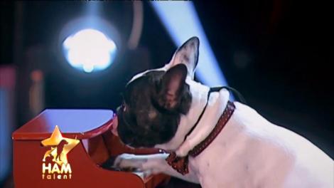 Mozart ar fi fost gelos! Boris, cățelușul care cântă la pian!