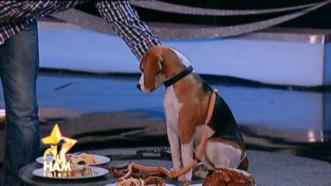 Dodo, câinele care nu poftește! I-au dat numai bunătăți și i-au făcut colier de cârnați, dar el nu s-a atins de nimic!