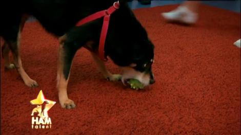 Ea este cățelușa terapeut ce face viețile tuturor mai frumoase! Fie viața cât de grea, Gigica te va ajuta!