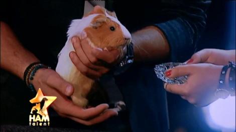 Yasmin, porcușorul de Guineea neînfricat! Și ce frumusețe!