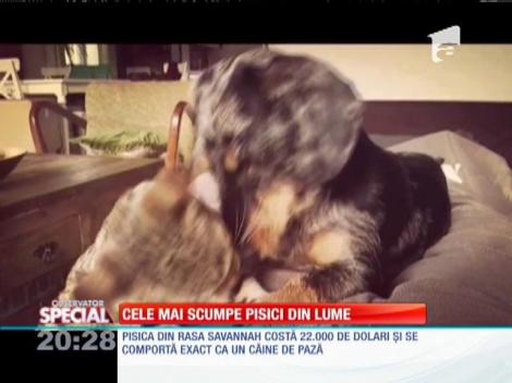 Special! Cele mai scumpe pisici din lume