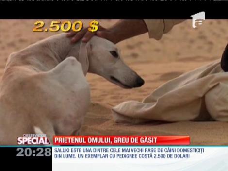 SPECIAL! Cele mai vechi rase de c&acirc;ini din lume