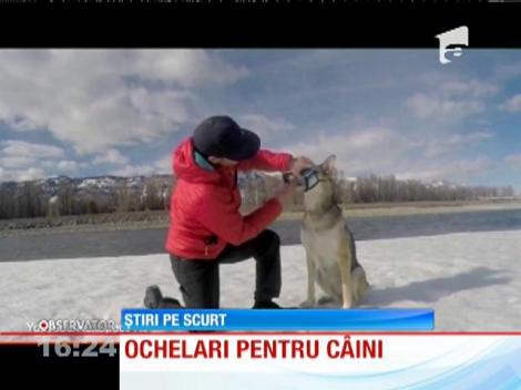 Ochelari pentru câini