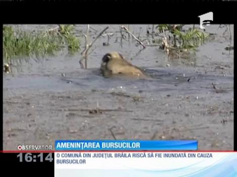 Situaţie fără precedent în judeţul Brăila unde bursucii ameninţă să lase fără apărare în faţa Dunării o comună întreagă