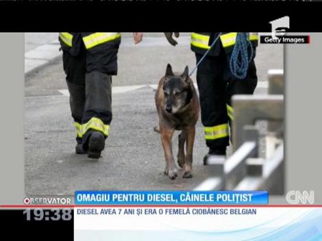 Diesel, cățeaua-polițist, a murit ucisă de teroriști la Paris. A fost declarată EROU!