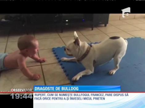 Un clip pe care sigur îl vei vedea de mai multe ori! Un bulldog şi un bebeluş au devenit cei mai buni prieteni