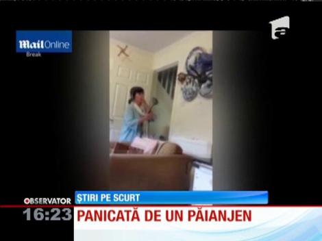 O gospodină din SUA se teme teribil să omoare un păianjen