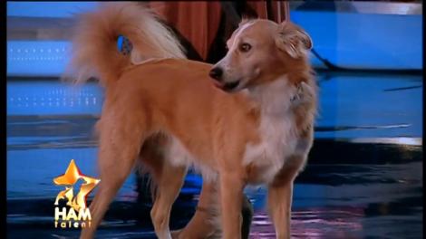 Povestea impresionantă a lui Lucky, câinele care a fost lovit de o mașină