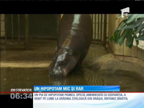Un pui de hipopotam pigmeu a venit pe lume la o grădină zoologică din Anglia