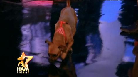 Kira, metis-ul de Chihuahua care face ce vrea