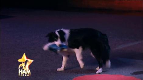 Toată lumea și-a dori așa ceva. Arya, cățelușa care face curățenie!