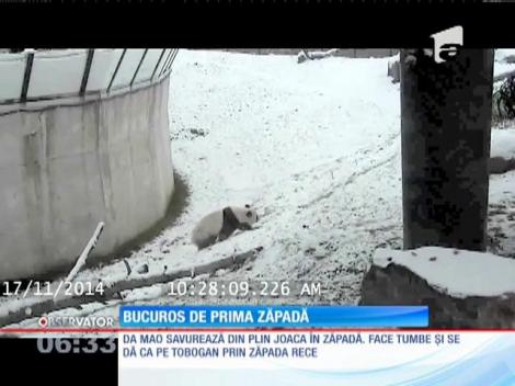 Un urs panda se rostogoleşte prin zăpadă ca un copil fericit