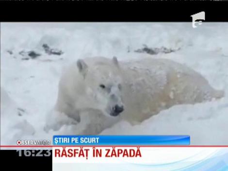 Un urs polar, răsfăț în zăpadă