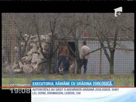 Executorului judecătoresc care deţine animale sălbatice ilegal, anchetat după ce o tânără ar fi fost muşcată de lei
