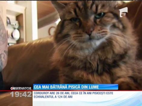 Cea mai bătrână pisică din lume are 26 de ani