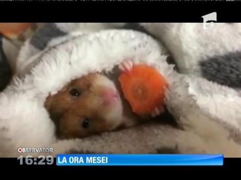 Adorabil! Un hamster la ora mesei