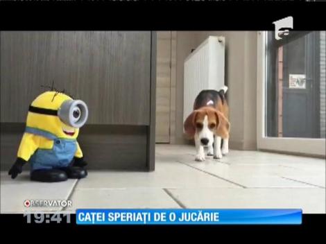 Doi căței Beagle și jucăria Minion, vedete pe internet