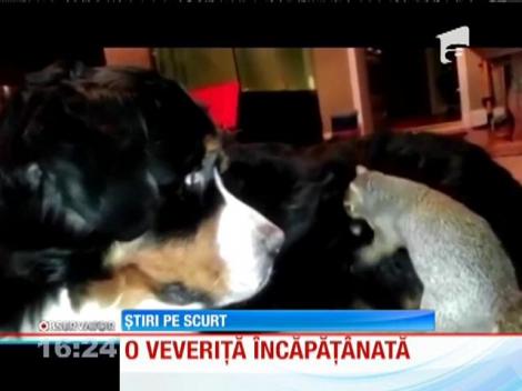 O veveriță încăpățânată