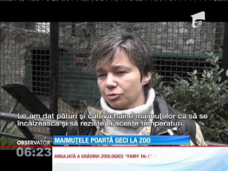 Maimuţele de la o grădină zoologică din Crimeea poartă geci şi se acoperă cu pături