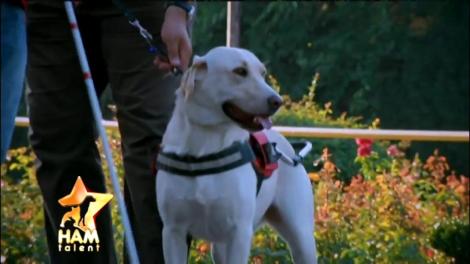 Maya, un real ajutor pentru nevăzători! Labradorul este câine-ghid