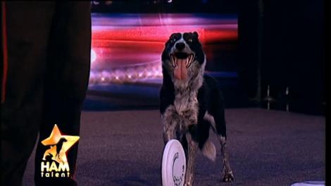 Da, un câine poate face mai mult decât să se plimbe în lesă! Rory, număr de disc dog impresionant!